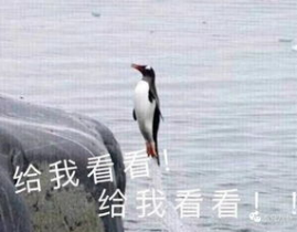 娱乐吃瓜君遛鸟大师,遛鸟大师的传奇人生