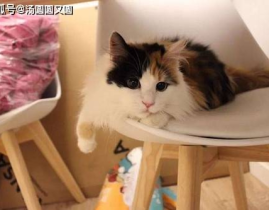 娱乐吃瓜酱三花猫,娱乐吃瓜酱的趣味生活揭秘