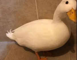 娱乐吃瓜鸭鸭鸭视频,鸭鸭鸭鸭视频带你领略娱乐圈新鲜事