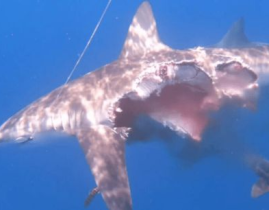 鲨鱼酱娱乐吃瓜,揭秘娱乐圈最新吃瓜大事件