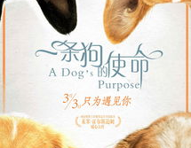 娱乐吃瓜酱去世的小狗,吃瓜酱离世，网友泪目