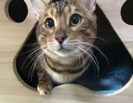 娱乐吃瓜酱替小猫赎身,娱乐吃瓜酱助力爱心行动