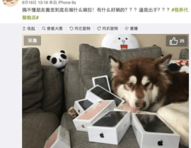 娱乐圈吃瓜小狗小说在线阅读,吃瓜小狗的甜蜜复仇之旅